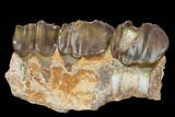 Running Rhino (Hyracodon) Jaw Section - South Dakota #113610-1